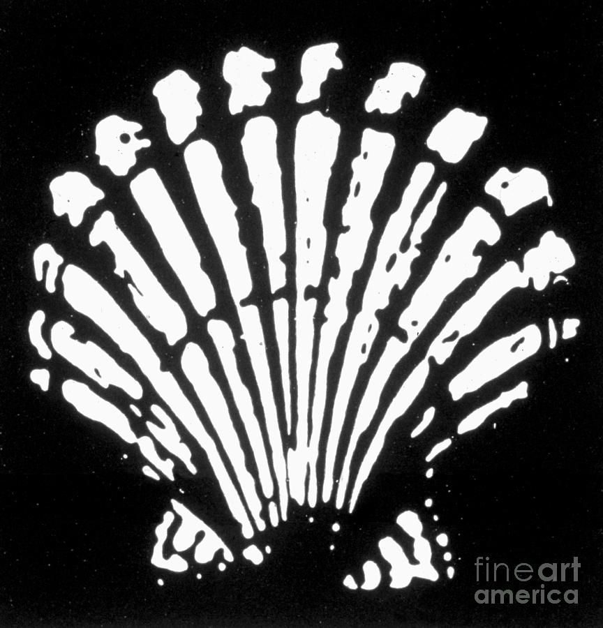 First Shell pecten mark, 1904